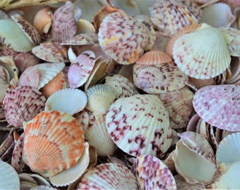 50-100pc. Colorful Calico Scallop Seashells Wedding Beach Favors Coastal Crafts .75-2"