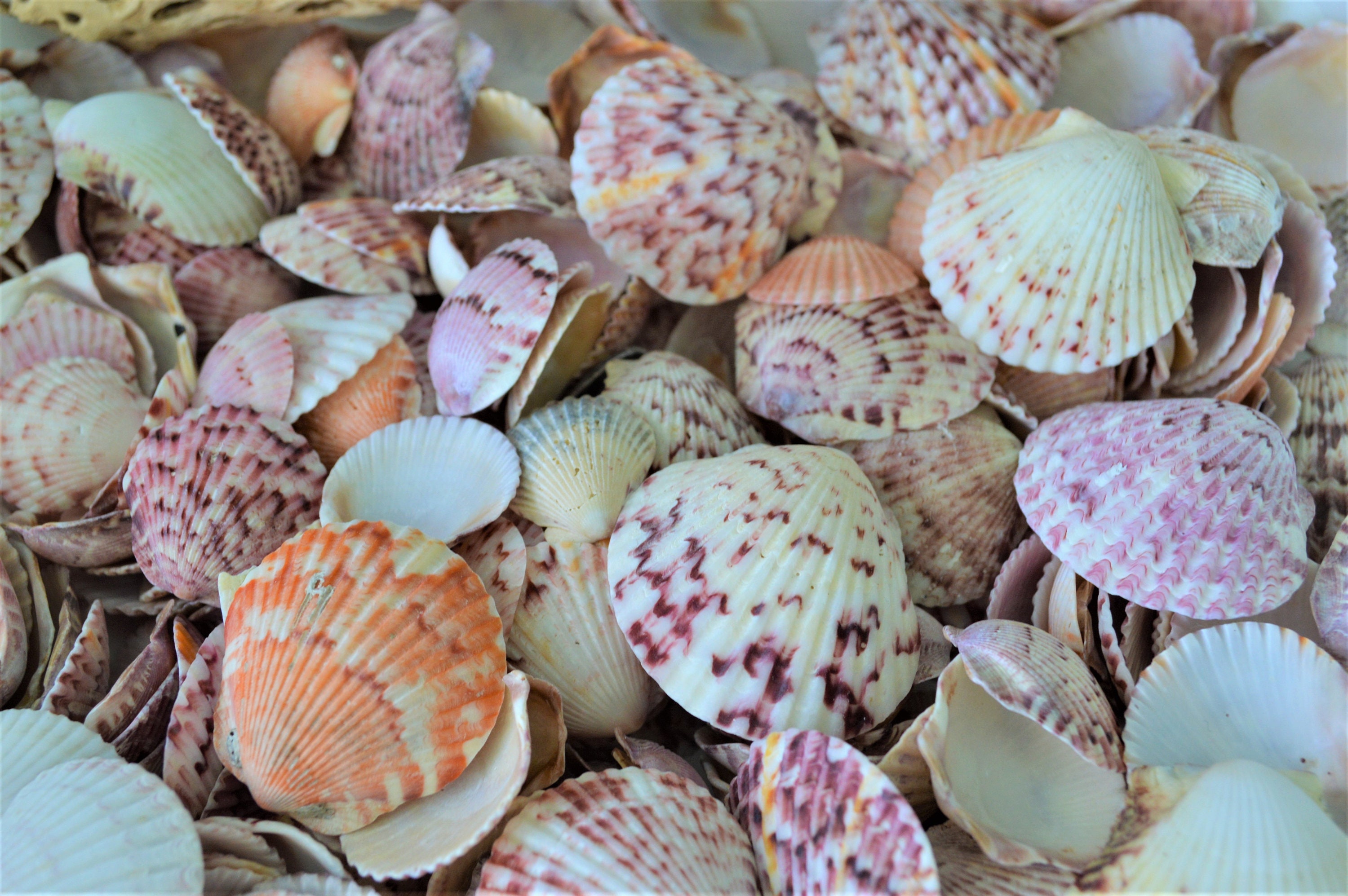 50-100pc. Colorful Calico Scallop Seashells Wedding Beach Favors Coastal Crafts .75-2"