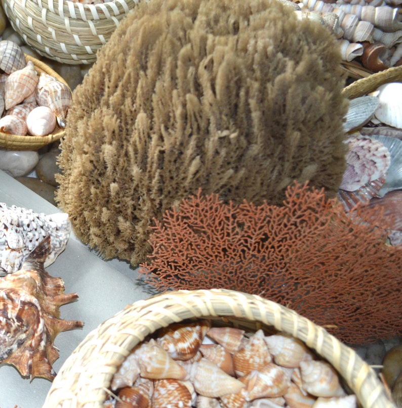 Sponge Paitning Shell Large Natural Sea Sponges *you Choose Size up to 10