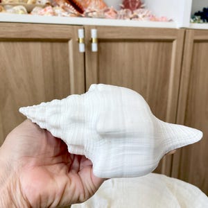K&ouml;nnte beinhalten: Eine gro&szlig;e, wei&szlig;e Muschelschale mit strukturierter Oberfl&auml;che. Die Schale wird in einer Hand gehalten und zeigt ihre komplizierte Spiralform und nat&uuml;rliche, organische Form. Der Hintergrund umfasst Holzschr&auml;nke und andere Muscheln.