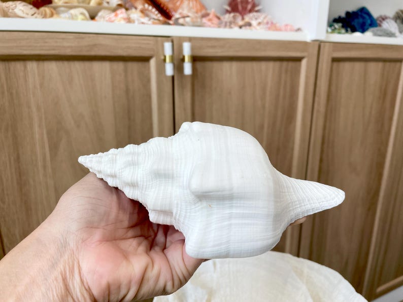 K&ouml;nnte beinhalten: Eine gro&szlig;e, wei&szlig;e Muschelschale mit strukturierter Oberfl&auml;che. Die Schale wird in einer Hand gehalten und zeigt ihre komplizierte Spiralform und nat&uuml;rliche, organische Form. Der Hintergrund umfasst Holzschr&auml;nke und andere Muscheln.