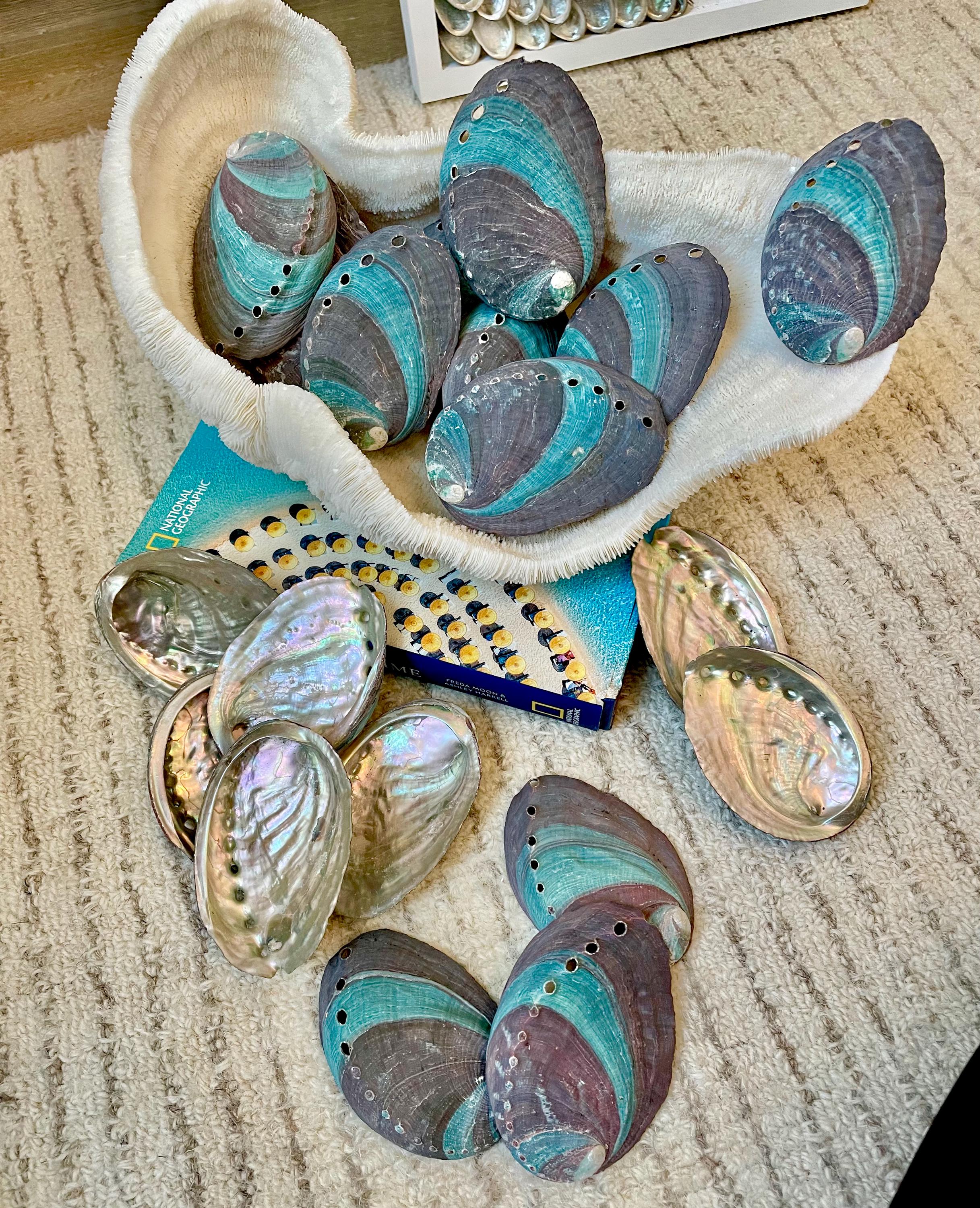 Turquoise Blue Abalone Shell (3.5-4