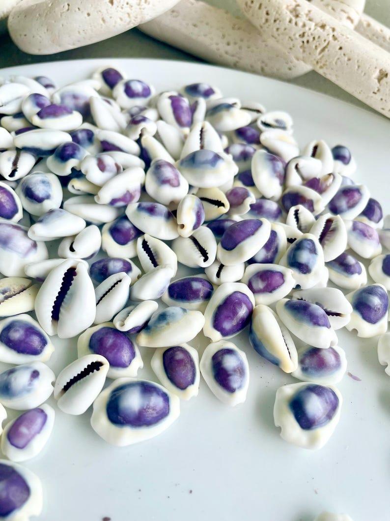 Purple Top Money Cowrie Shells *you Choose Quantity* .5-1