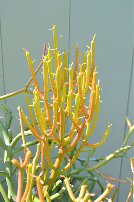 15+ Stick Of Fire Plant