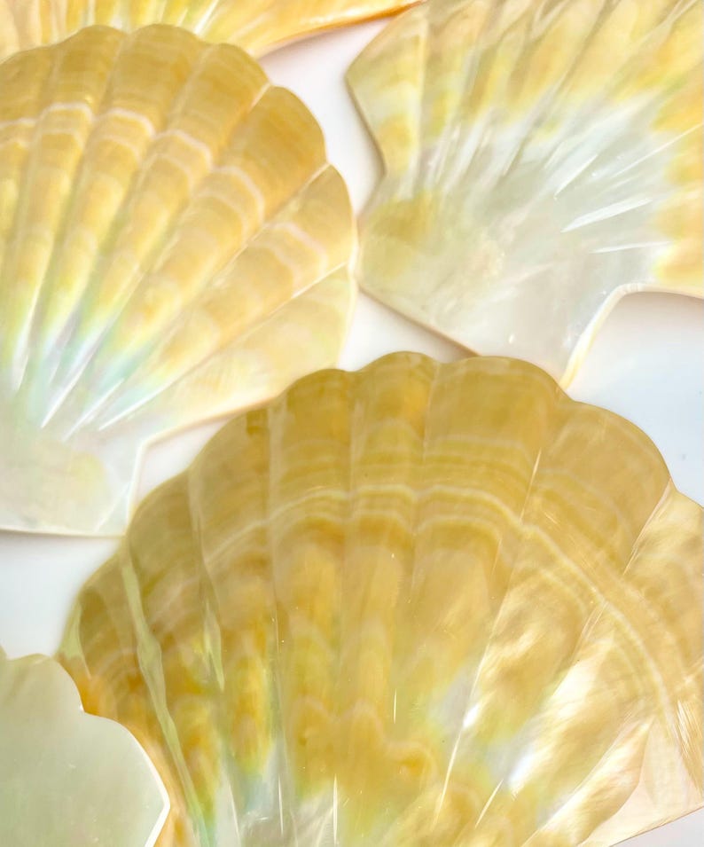 Shells Ridges Yellow Golden Mother of Pearl Scallop Shell: 5
