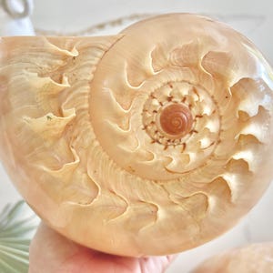 May include: A large, polished seashell with a spiral pattern. The shell is a warm, creamy beige color with intricate details and a glossy finish. The center of the spiral is a darker brown.