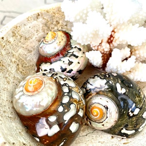 May include: Three seashells with intricate patterns and iridescent colors are displayed in a bowl with a white coral branch. The shells have a brown, black, and white color scheme with orange accents.