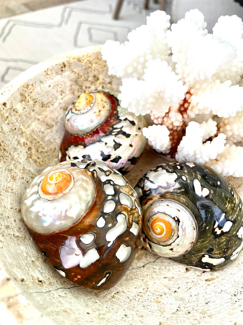 May include: Three seashells with intricate patterns and iridescent colors are displayed in a bowl with a white coral branch. The shells have a brown, black, and white color scheme with orange accents.