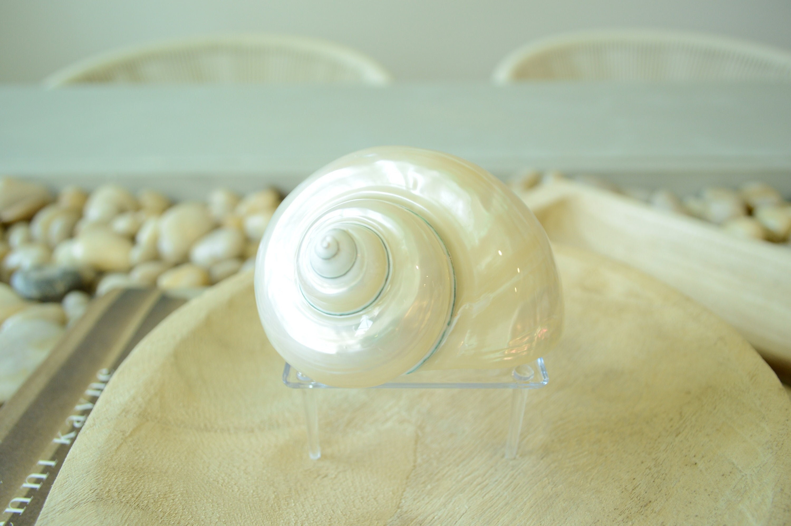 PEARLED TURBO SHELLS *all Sizes* Natural Irredescent Polished Seashell ...