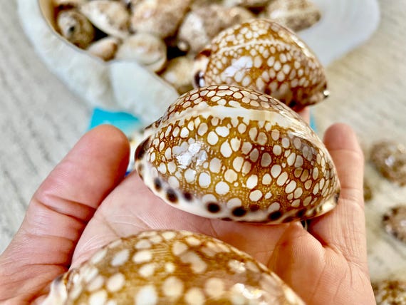 HARLEQUIN COWRIE SHELLS 2-3" Natural Mosaic Pattern Brown Display Seashell Cowry