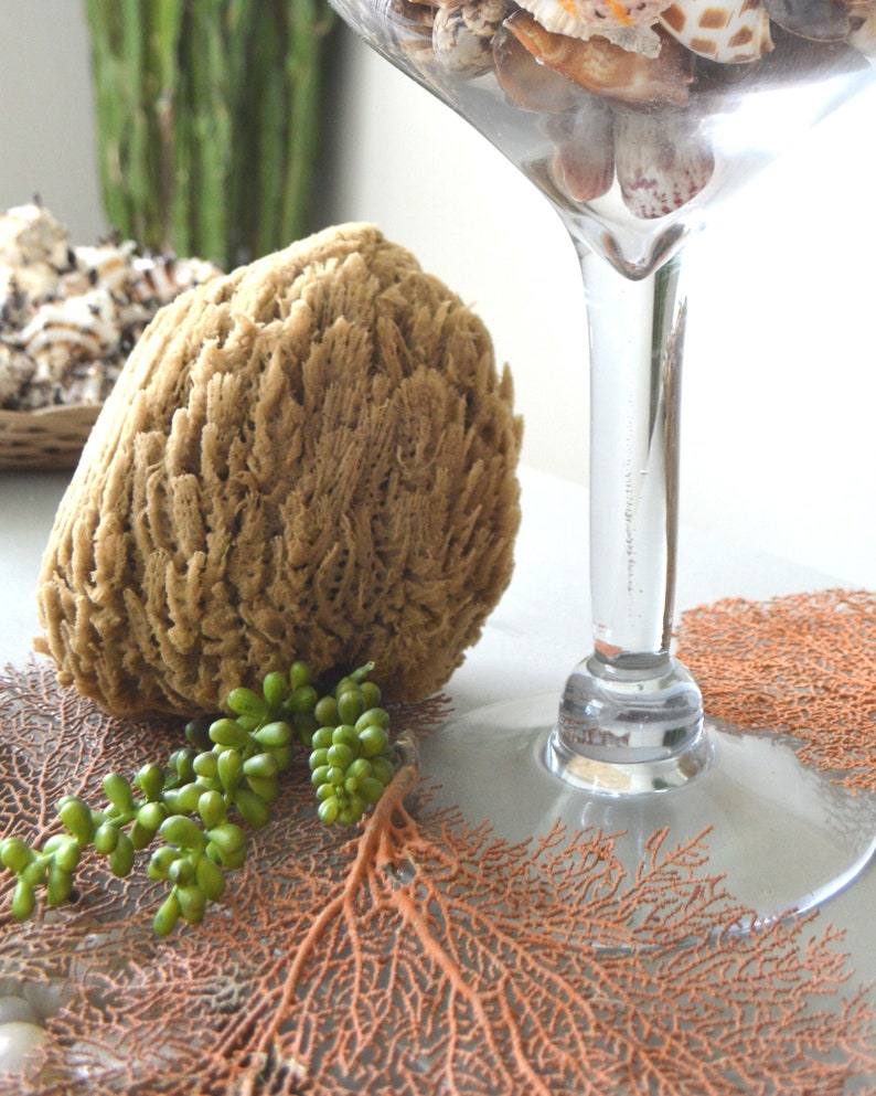 Sponge Paitning Shell Large Natural Sea Sponges *you Choose Size up to 9