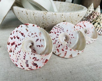 seashell　4枚 Amazon.com: JQAQJU 3-4 Inches Large Starfish and Scallop