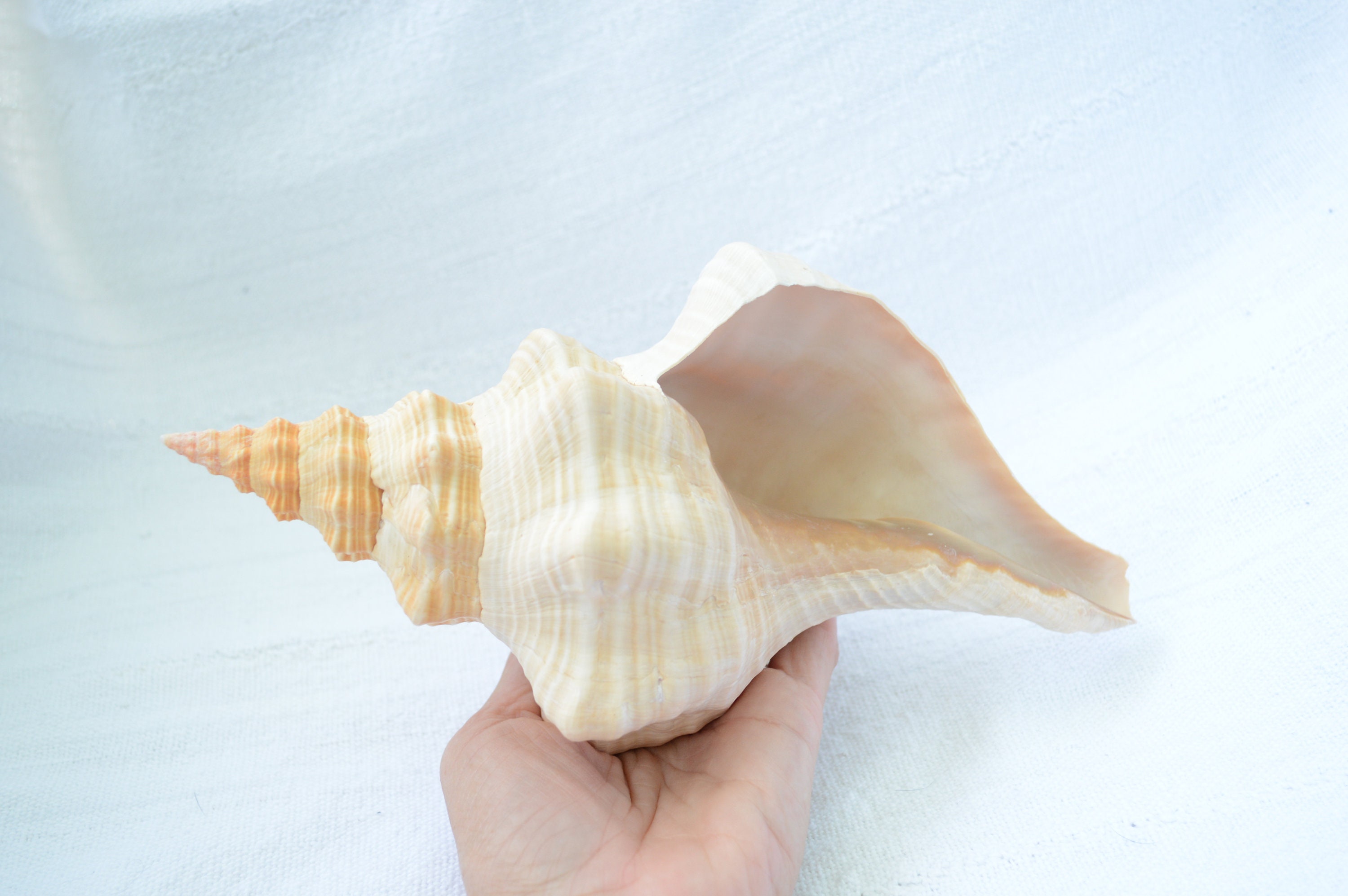 Large Natural Sea Shells, Huge Ocean Conch 7-8 Inches Jumbo Seashells  Perfect for Wedding Decor Beach Theme Party, Home Decorations,DIY Crafts,  Fish Tank and Shell Collectors 
