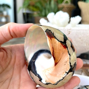 May include: A close-up of a large, intricately patterned seashell with a brown, black, and white color scheme. The shell is smooth and glossy, with a pearlescent sheen.