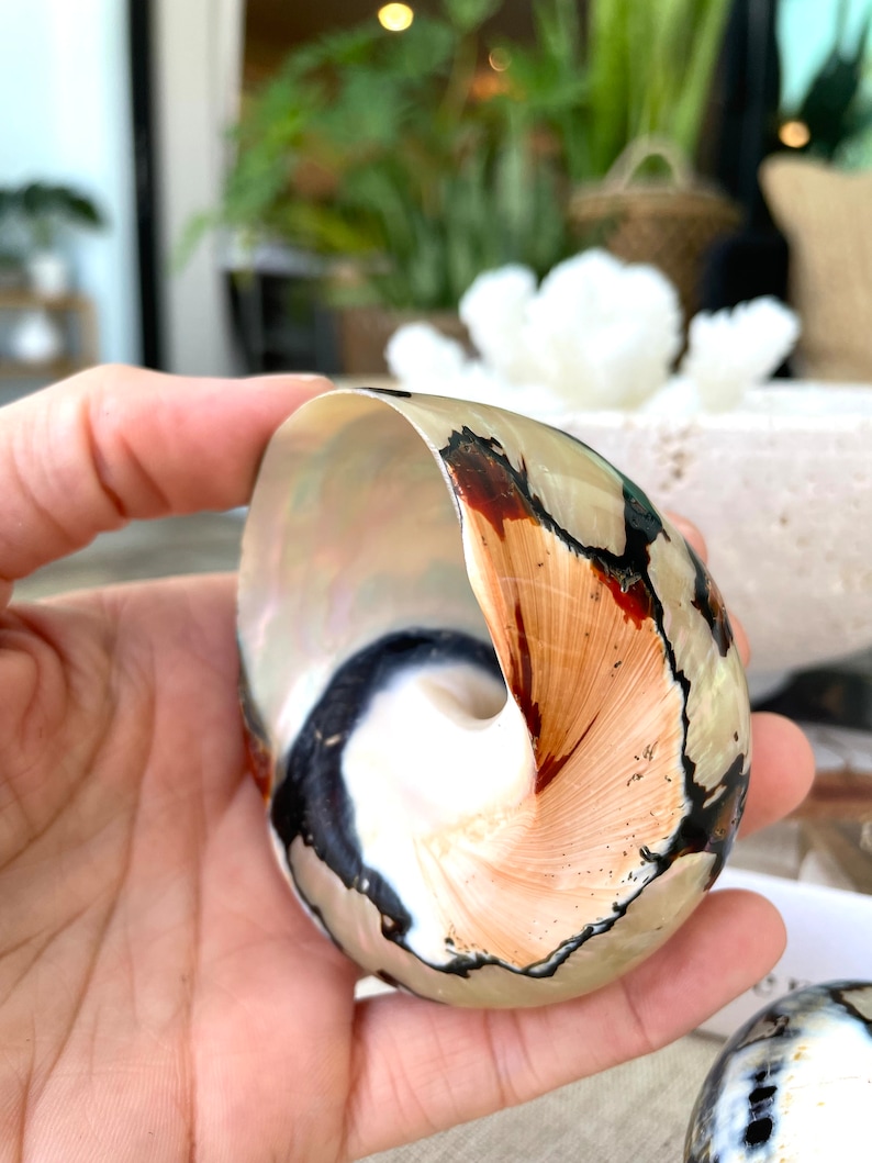 May include: A close-up of a large, intricately patterned seashell with a brown, black, and white color scheme. The shell is smooth and glossy, with a pearlescent sheen.