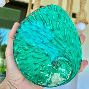 May include: A large, green abalone shell with a pearlescent interior. The shell has a smooth, polished surface and a natural, organic shape.