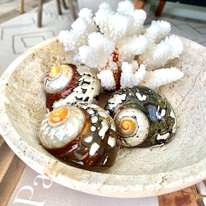 May include: Three seashells in a white bowl with a white coral branch. The shells are brown, black, and white with a pearlescent sheen.