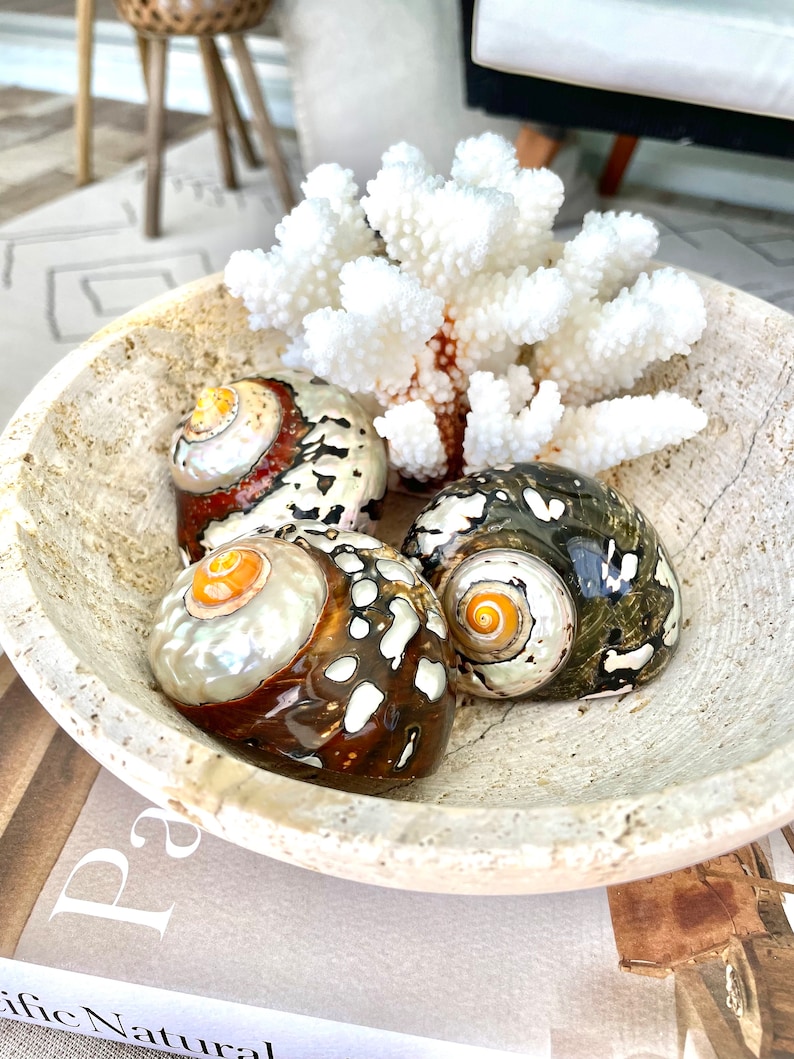 May include: Three seashells in a white bowl with a white coral branch. The shells are brown, black, and white with a pearlescent sheen.