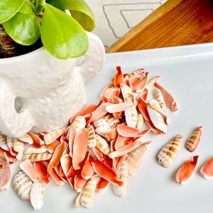 May include: A white ceramic planter with a green succulent plant sits on a white tray with a pile of pink and white seashells.