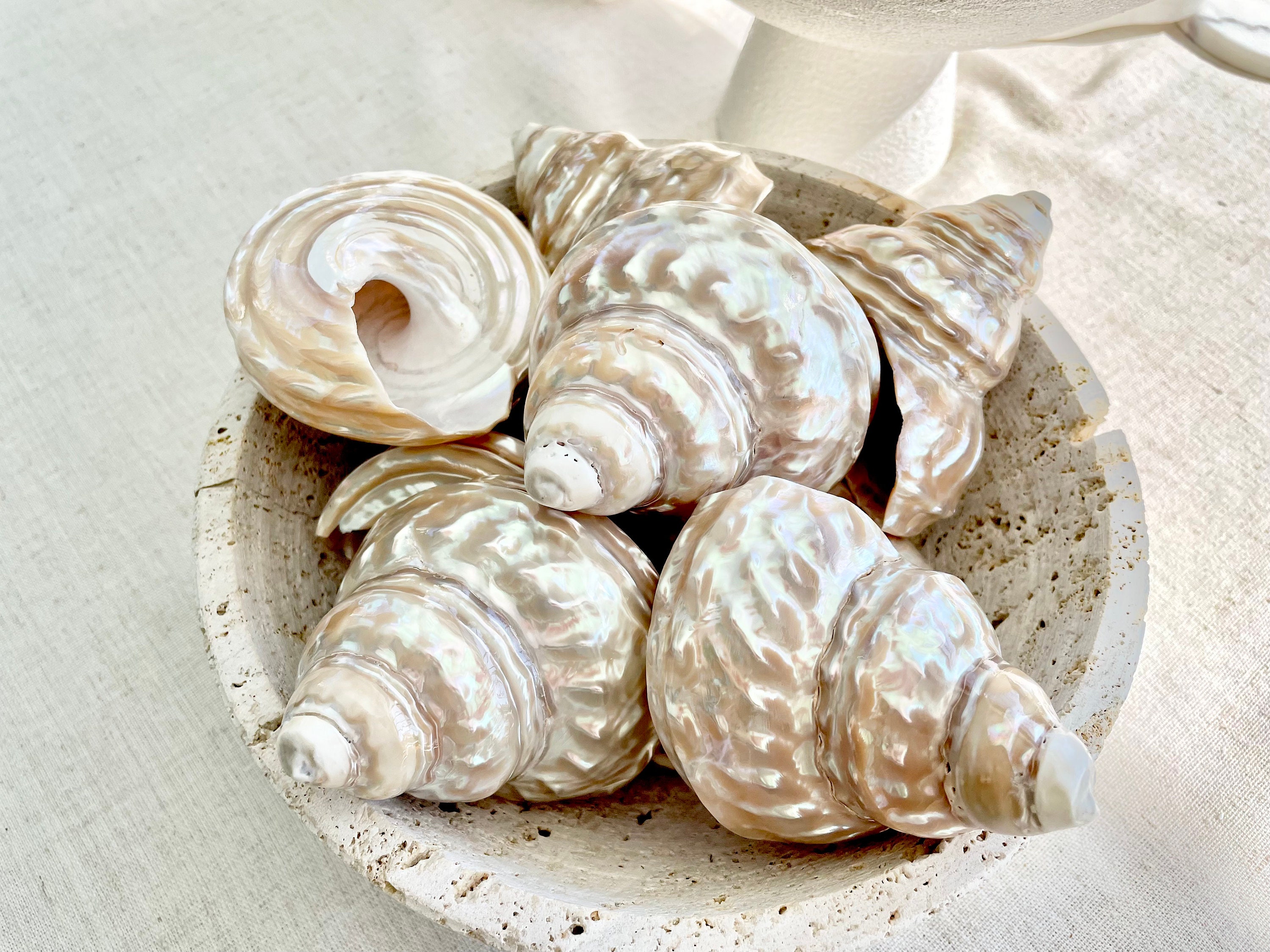 Wavy Turban Iridescent Shell *all Sizes* Pearled Trochus Coastal ...