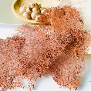May include: A display of natural elements, featuring a large, intricate, reddish-brown sea fan. A wooden scoop holds several small, beige seashells. A white towel and a container with pebbles are also visible, creating a coastal theme.