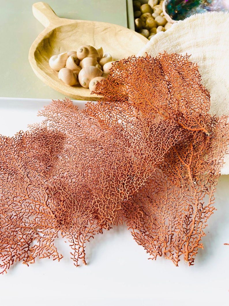 May include: A display of natural elements, featuring a large, intricate, reddish-brown sea fan. A wooden scoop holds several small, beige seashells. A white towel and a container with pebbles are also visible, creating a coastal theme.