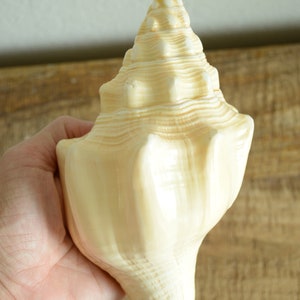 Puede incluir: Una gran concha de mar de color crema con una parte superior puntiaguda y en espiral. La concha tiene un acabado liso y brillante y un patr&oacute;n texturizado y estriado.