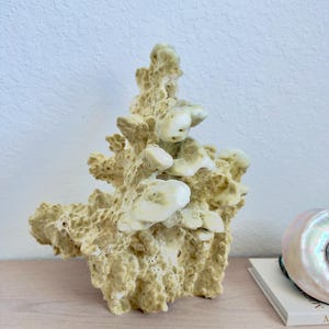May include: A natural, beige-colored coral specimen with a porous, branching structure and smooth, white-tipped protrusions. The coral features a complex, organic shape with numerous small holes and textured surfaces throughout its form.