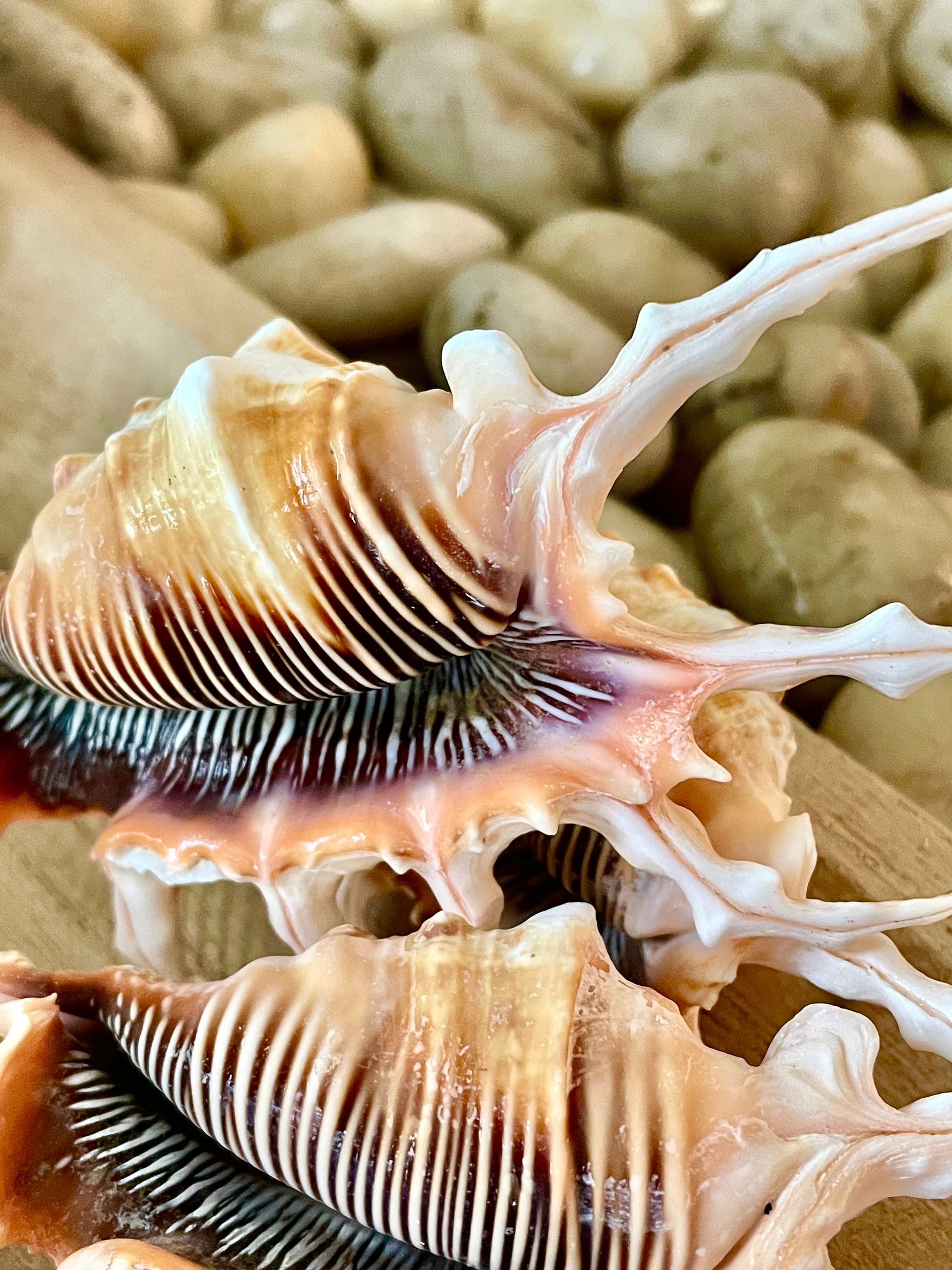 Scorpion Spider Conch Seashell Set of 3, 4-5