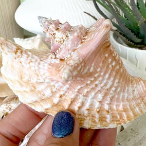 May include: A large, pink and white seashell with a pointed, spiral tip. The shell has a textured surface and a delicate, scalloped edge.