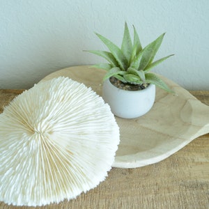 Genuine Sea MUSHROOM CORAL 2-8" You pick Size, Ocean Reef Aquarium Coastal Beach Ocean Décor Nautical White/Bone Color