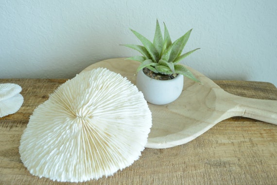 MUSHROOM Bone White Coral *All Sizes* Authentic Natural Real Sea Fossil Coastal Décor