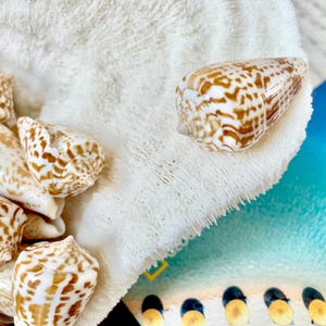 May include: A collection of seashells with brown and white patterns, resting on a white, textured surface. The shells are cone-shaped and vary in size. A blue and white image of a beach is in the background.