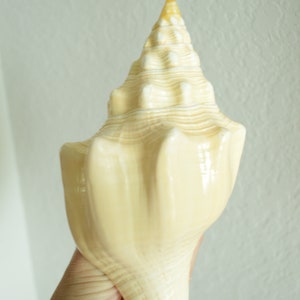 Puede incluir: Una gran concha de mar de color crema con una parte superior puntiaguda en espiral y una parte inferior lisa y redondeada.