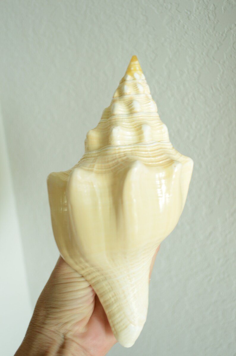 Puede incluir: Una gran concha de mar de color crema con una parte superior puntiaguda en espiral y una parte inferior lisa y redondeada.
