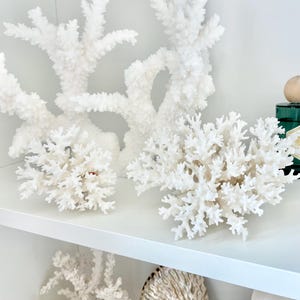 LACE Coral White *All Sizes* Authentic Natural Real Sea Fossil Coastal Décor