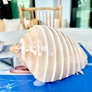 5-6&quot; Voluta Nobilis Glossy Polished Conch Shell Carved Seashell Beach Nautical Décor Display