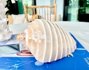 May include: A large, white seashell with a smooth, glossy finish. The shell has a spiral shape with multiple ridges. The shell is resting on a blue surface.