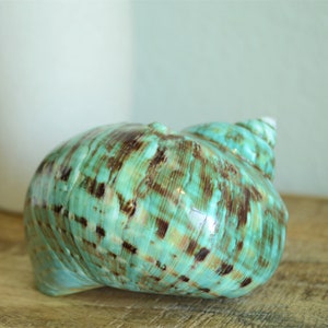 May include: A large, green and brown seashell with a swirling pattern. The shell has a glossy finish and is a natural sea-life specimen.
