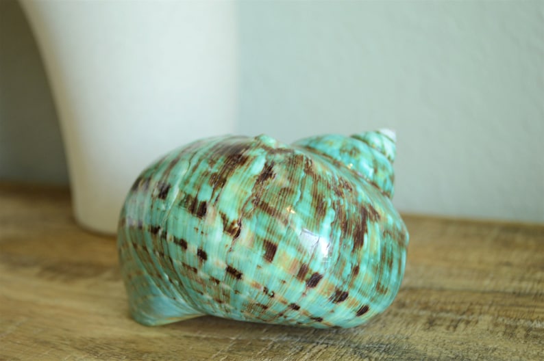 May include: A large, green and brown seashell with a swirling pattern. The shell has a glossy finish and is a natural sea-life specimen.