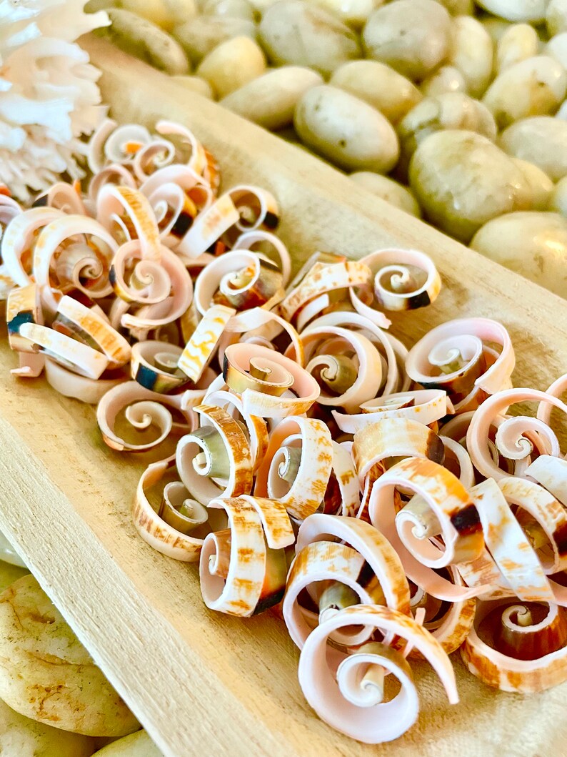 SWIRLY SPIRAL CUT Shells *100 Slices* .75-1" Pink Small Craft Seashells ...