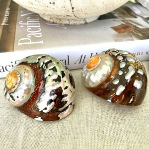 May include: Three iridescent seashells with brown, white, and orange patterns. The shells have a pearlescent sheen and are arranged on a beige fabric surface.