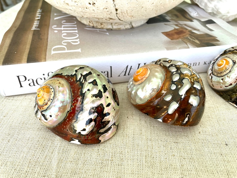 May include: Three iridescent seashells with brown, white, and orange patterns. The shells have a pearlescent sheen and are arranged on a beige fabric surface.