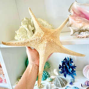 Rare Pink Tip Starfish 14-17" *You choose Size* Beach Coastal Home Décor