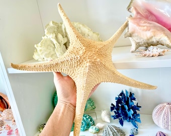 Rare WORLDS LARGEST 14-17" Pink Tip Starfish Beach Home Décor Mantle Piece Coastal Lovers Gift Golden pink Yellow Orange Seashells Shells