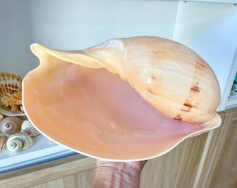May include: A large, light-colored conch shell with a smooth, glossy exterior and a pinkish interior. The shell has brown markings and is held in a person's hand. Other shells are visible in the background.