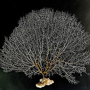 7-22” White REAL Natural Sea Fans For Framing Ocean Reef Natural Beach Coastal Décor Crafts Display