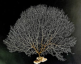7-22” White REAL Natural Sea Fans For Framing Ocean Reef Natural Beach Coastal Décor Crafts Display
