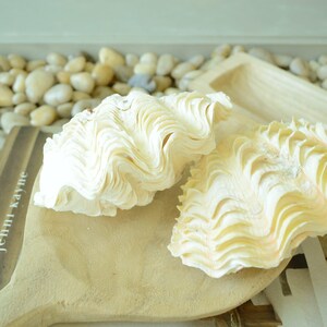 De Rasa Shells DERASA CLAM SHELLS Open Matching Pair *all Sizes* Natural Colored White ...