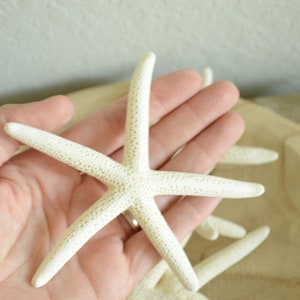 Real 4-6" White Pencil Finger Starfish Crafts & Coastal Décor Wedding Beach Nautical Sea Stars